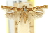  ( - 11ANIC-13791)  @11 [ ] CreativeCommons - Attribution (2011) ANIC/CBG Photography Group Centre for Biodiversity Genomics
