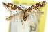 ( - 11ANIC-13811)  @11 [ ] CreativeCommons - Attribution (2011) ANIC/CBG Photography Group Centre for Biodiversity Genomics
