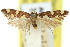  ( - 11ANIC-13813)  @11 [ ] CreativeCommons - Attribution (2011) ANIC/CBG Photography Group Centre for Biodiversity Genomics