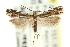  ( - 11ANIC-13883)  @11 [ ] CreativeCommons - Attribution (2011) ANIC/CBG Photography Group Centre for Biodiversity Genomics