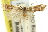  ( - 11ANIC-13902)  @13 [ ] CreativeCommons - Attribution (2011) ANIC/CBG Photography Group Centre for Biodiversity Genomics