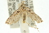  ( - 11ANIC-13909)  @12 [ ] CreativeCommons - Attribution (2011) ANIC/CBG Photography Group Centre for Biodiversity Genomics