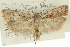  ( - 11ANIC-13910)  @11 [ ] CreativeCommons - Attribution (2011) ANIC/CBG Photography Group Centre for Biodiversity Genomics