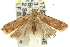  ( - 11ANIC-13911)  @11 [ ] CreativeCommons - Attribution (2011) ANIC/CBG Photography Group Centre for Biodiversity Genomics