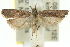  (Dichomeris dysorata - 11ANIC-13918)  @15 [ ] CreativeCommons - Attribution (2011) ANIC/CBG Photography Group Centre for Biodiversity Genomics