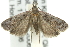  ( - 11ANIC-13919)  @14 [ ] CreativeCommons - Attribution (2011) ANIC/CBG Photography Group Centre for Biodiversity Genomics