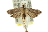  ( - 11ANIC-13920)  @14 [ ] CreativeCommons - Attribution (2011) ANIC/CBG Photography Group Centre for Biodiversity Genomics