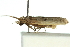  ( - 11ANIC-13932)  @11 [ ] CreativeCommons - Attribution (2011) ANIC/CBG Photography Group Centre for Biodiversity Genomics