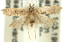  ( - 11ANIC-13933)  @11 [ ] CreativeCommons - Attribution (2011) ANIC/CBG Photography Group Centre for Biodiversity Genomics