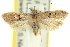  (Dichomeris sp. ANIC1 - 11ANIC-13934)  @14 [ ] CreativeCommons - Attribution (2011) ANIC/CBG Photography Group Centre for Biodiversity Genomics