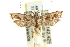  ( - 11ANIC-13939)  @13 [ ] CreativeCommons - Attribution (2011) ANIC/CBG Photography Group Centre for Biodiversity Genomics