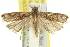  ( - 11ANIC-13943)  @11 [ ] CreativeCommons - Attribution (2011) ANIC/CBG Photography Group Centre for Biodiversity Genomics