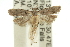  ( - 11ANIC-13944)  @15 [ ] CreativeCommons - Attribution (2011) ANIC/CBG Photography Group Centre for Biodiversity Genomics