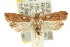  (Dichomeris sp. ANIC6 - 11ANIC-13947)  @14 [ ] CreativeCommons - Attribution (2011) ANIC/CBG Photography Group Centre for Biodiversity Genomics
