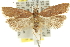  ( - 11ANIC-13948)  @13 [ ] CreativeCommons - Attribution (2011) ANIC/CBG Photography Group Centre for Biodiversity Genomics