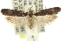  (Dichomeris sp. ANIC7 - 11ANIC-13949)  @14 [ ] CreativeCommons - Attribution (2011) ANIC/CBG Photography Group Centre for Biodiversity Genomics