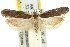  ( - 11ANIC-13950)  @11 [ ] CreativeCommons - Attribution (2011) ANIC/CBG Photography Group Centre for Biodiversity Genomics