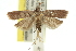  (Dichomeris sp. ANIC8 - 11ANIC-13953)  @14 [ ] CreativeCommons - Attribution (2011) ANIC/CBG Photography Group Centre for Biodiversity Genomics