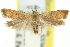  (Dichomeris sp. ANIC10 - 11ANIC-13955)  @11 [ ] CreativeCommons - Attribution (2011) ANIC/CBG Photography Group Centre for Biodiversity Genomics