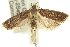  (Dichomeris sp. ANIC11 - 11ANIC-13958)  @14 [ ] CreativeCommons - Attribution (2011) ANIC/CBG Photography Group Centre for Biodiversity Genomics