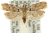  (Dichomeris sp. ANIC12 - 11ANIC-13959)  @11 [ ] CreativeCommons - Attribution (2011) ANIC/CBG Photography Group Centre for Biodiversity Genomics