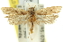  ( - 11ANIC-13960)  @11 [ ] CreativeCommons - Attribution (2011) ANIC/CBG Photography Group Centre for Biodiversity Genomics
