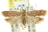  (Dichomeris thanatopsis - 11ANIC-13962)  @15 [ ] CreativeCommons - Attribution (2011) ANIC/CBG Photography Group Centre for Biodiversity Genomics