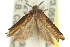  ( - 11ANIC-13966)  @13 [ ] CreativeCommons - Attribution (2011) ANIC/CBG Photography Group Centre for Biodiversity Genomics