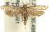  ( - 11ANIC-13969)  @14 [ ] CreativeCommons - Attribution (2011) ANIC/CBG Photography Group Centre for Biodiversity Genomics