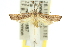  ( - 11ANIC-13980)  @14 [ ] CreativeCommons - Attribution (2011) ANIC/CBG Photography Group Centre for Biodiversity Genomics