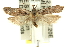  ( - 11ANIC-13988)  @13 [ ] CreativeCommons - Attribution (2011) ANIC/CBG Photography Group Centre for Biodiversity Genomics