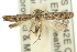 (Dichomeris achlyodes - 11ANIC-13991)  @14 [ ] CreativeCommons - Attribution (2011) ANIC/CBG Photography Group Centre for Biodiversity Genomics