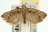  (Dichomeris mesoctenis - 11ANIC-13994)  @15 [ ] CreativeCommons - Attribution (2011) ANIC/CBG Photography Group Centre for Biodiversity Genomics