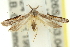  (Dichomeris zygophorus - 11ANIC-13996)  @13 [ ] CreativeCommons - Attribution (2011) ANIC/CBG Photography Group Centre for Biodiversity Genomics