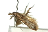  ( - 11ANIC-13999)  @11 [ ] CreativeCommons - Attribution (2011) ANIC/CBG Photography Group Centre for Biodiversity Genomics