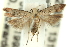  (Dichomeris lygropa - 11ANIC-14001)  @13 [ ] CreativeCommons - Attribution (2011) ANIC/CBG Photography Group Centre for Biodiversity Genomics