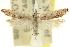  (Dichomeris peristylis - 11ANIC-14004)  @11 [ ] CreativeCommons - Attribution (2011) ANIC/CBG Photography Group Centre for Biodiversity Genomics