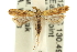  ( - 11ANIC-14011)  @14 [ ] CreativeCommons - Attribution (2011) ANIC/CBG Photography Group Centre for Biodiversity Genomics