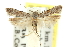  ( - 11ANIC-14012)  @14 [ ] CreativeCommons - Attribution (2011) ANIC/CBG Photography Group Centre for Biodiversity Genomics