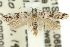  ( - 11ANIC-14063)  @13 [ ] CreativeCommons - Attribution (2011) ANIC/CBG Photography Group Centre for Biodiversity Genomics