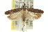  ( - 11ANIC-14083)  @11 [ ] CreativeCommons - Attribution (2011) ANIC/CBG Photography Group Centre for Biodiversity Genomics
