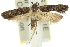  (Hypatima - 11ANIC-14121)  @15 [ ] CreativeCommons - Attribution (2011) ANIC/CBG Photography Group Centre for Biodiversity Genomics