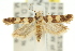  (Pexicopia euryanthes - 11ANIC-14241)  @15 [ ] CreativeCommons - Attribution (2011) ANIC/CBG Photography Group Centre for Biodiversity Genomics