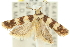  ( - 11ANIC-14242)  @13 [ ] CreativeCommons - Attribution (2011) ANIC/CBG Photography Group Centre for Biodiversity Genomics