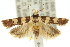  ( - 11ANIC-14244)  @15 [ ] CreativeCommons - Attribution (2011) ANIC/CBG Photography Group Centre for Biodiversity Genomics