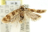  ( - 11ANIC-14253)  @12 [ ] CreativeCommons - Attribution (2011) ANIC/CBG Photography Group Centre for Biodiversity Genomics