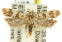  ( - 11ANIC-14254)  @13 [ ] CreativeCommons - Attribution (2011) ANIC/CBG Photography Group Centre for Biodiversity Genomics