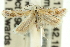  ( - 11ANIC-14255)  @13 [ ] CreativeCommons - Attribution (2011) ANIC/CBG Photography Group Centre for Biodiversity Genomics