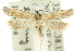 ( - 11ANIC-14257)  @13 [ ] CreativeCommons - Attribution (2011) ANIC/CBG Photography Group Centre for Biodiversity Genomics