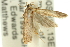  ( - 11ANIC-14258)  @12 [ ] CreativeCommons - Attribution (2011) ANIC/CBG Photography Group Centre for Biodiversity Genomics